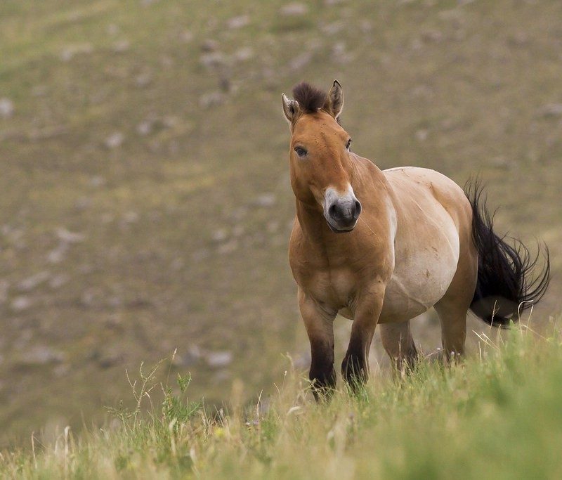 wild horse