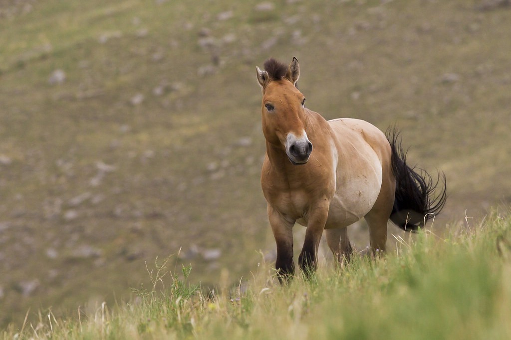 wild horse