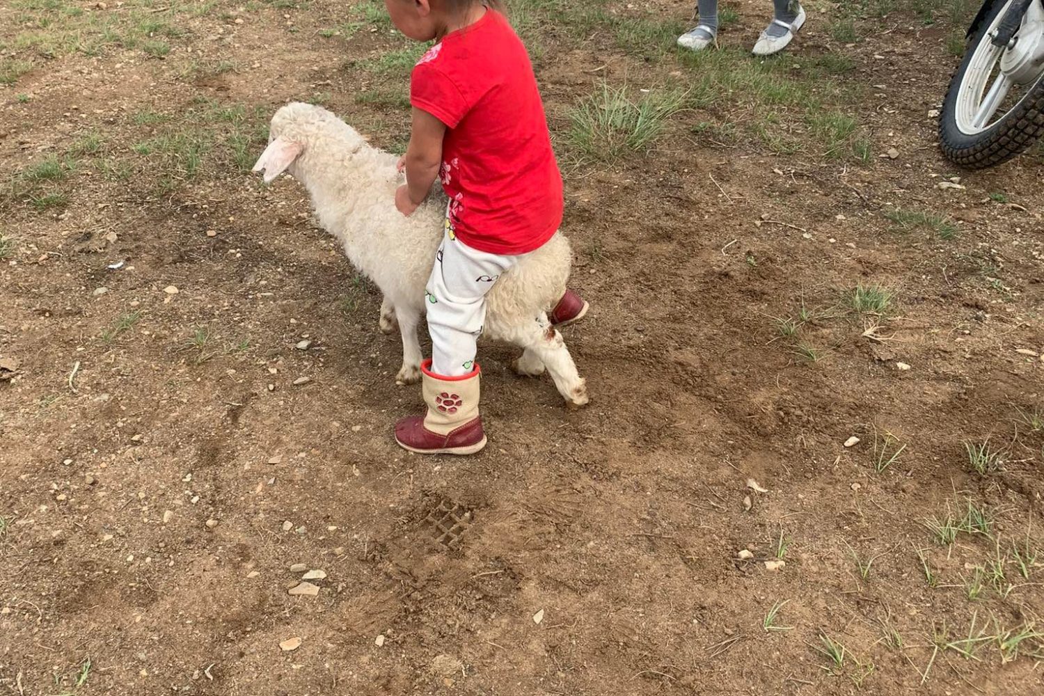 lamb