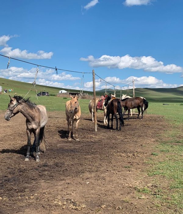 horse