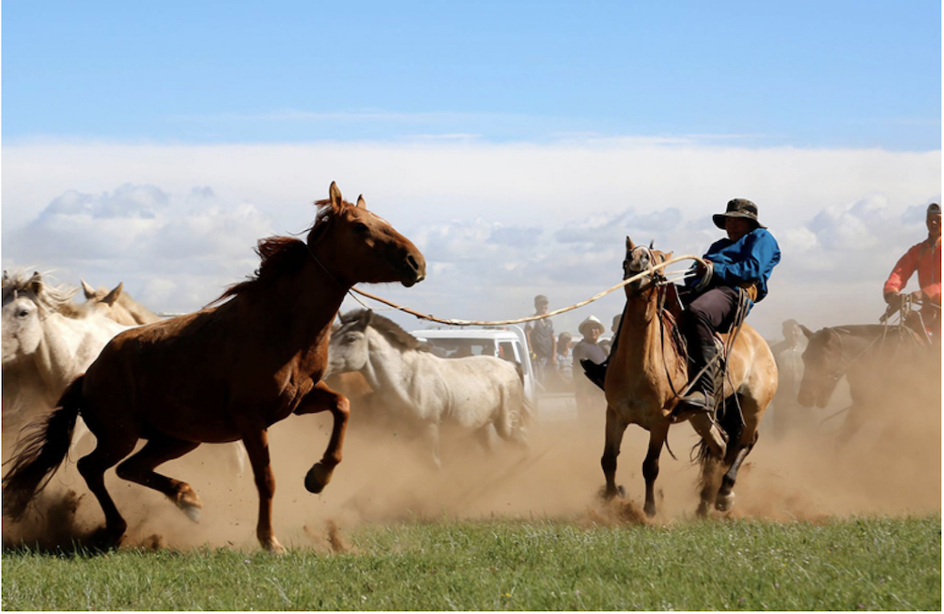 Tamer of horses