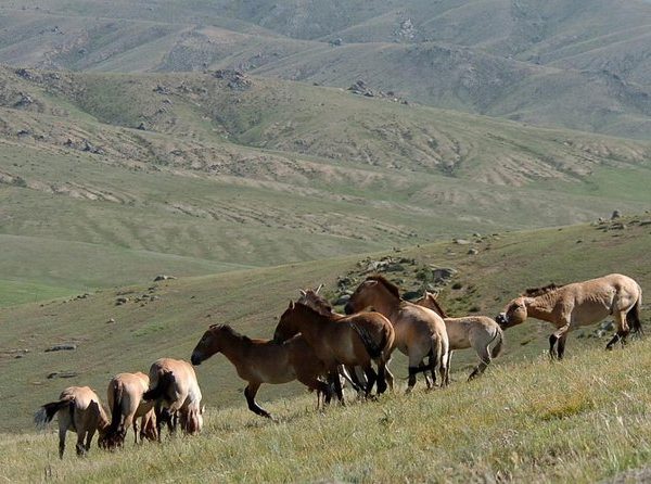 Hustai National Park