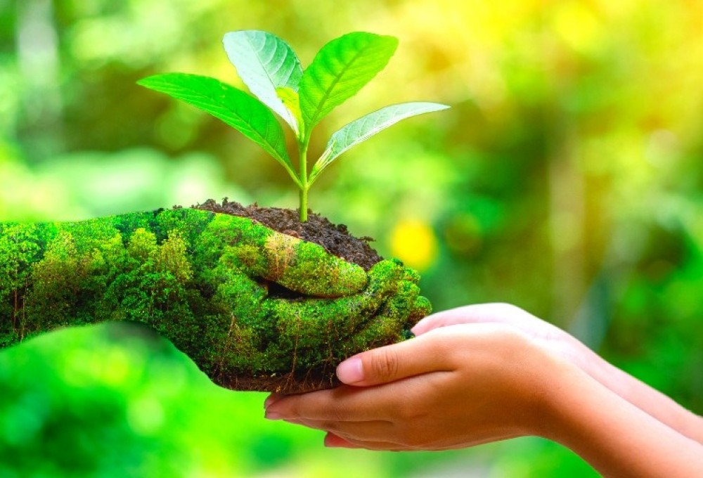 Mongolian tourism has a green grove
