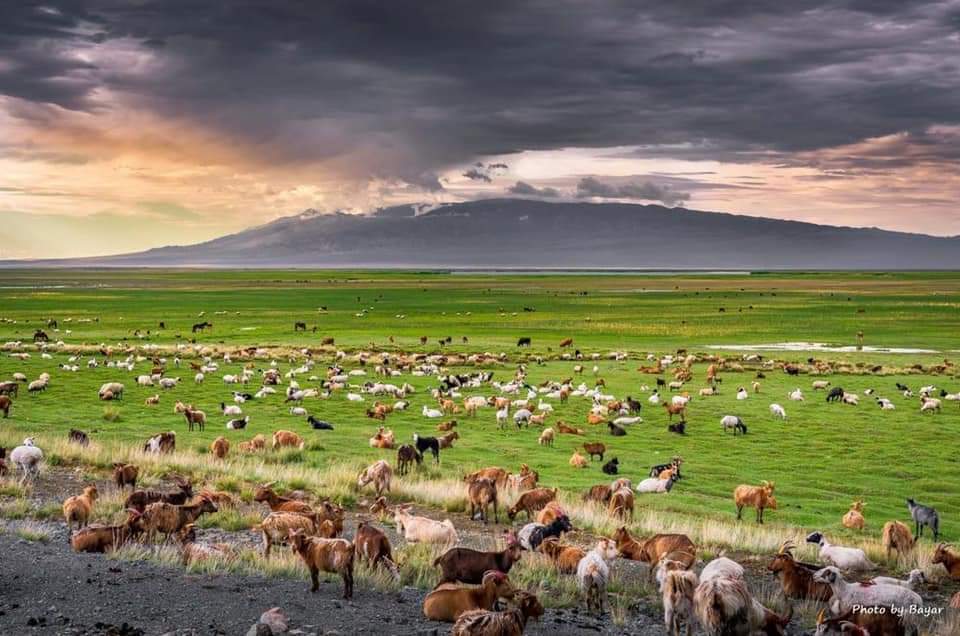 Five treasures of Mongolia