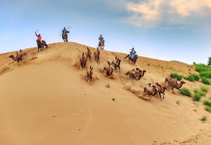 Camel