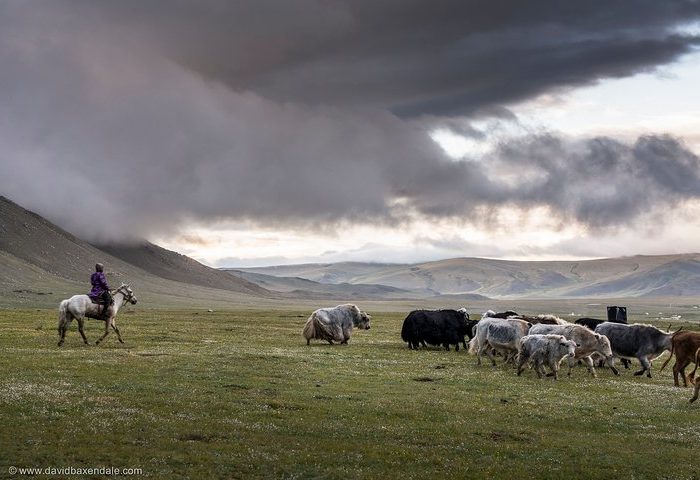 Altai tavan bogd