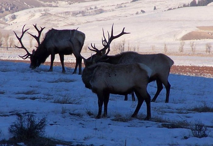 Khustai National Park