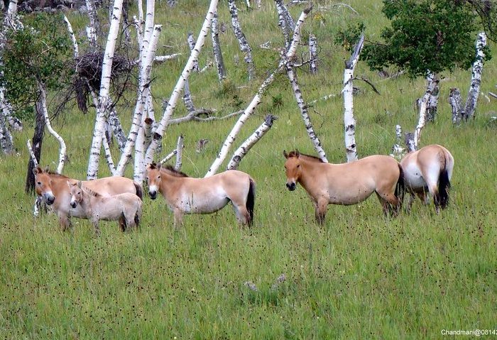 Khustai National Park