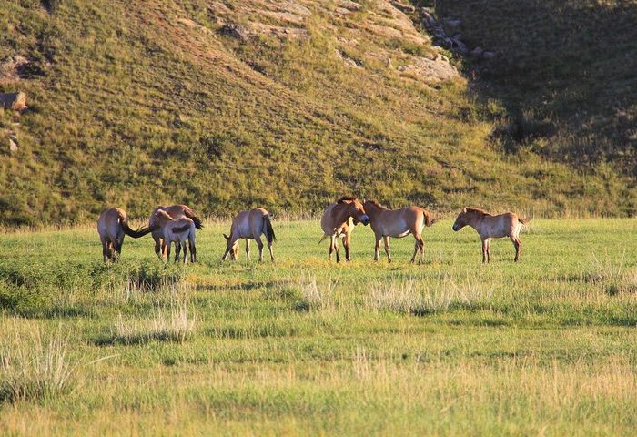 Khustai National Park