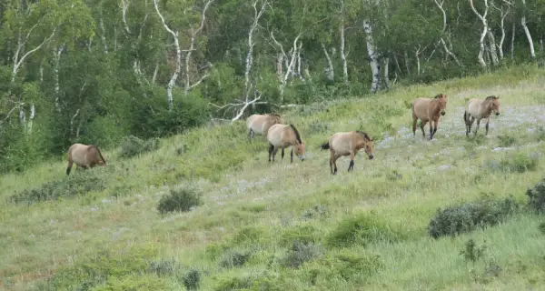 Khustai National Park 2D 1N